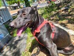 Found/Stray Female Dog last seen Farmsville Dr, San Antonio, TX 78245