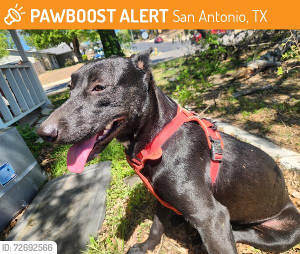Found/Stray Female Dog last seen Farmsville Dr, San Antonio, TX 78245