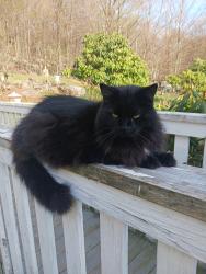 Lost Female Cat last seen Ray lane locksheldrake , Loch Sheldrake, NY 12759