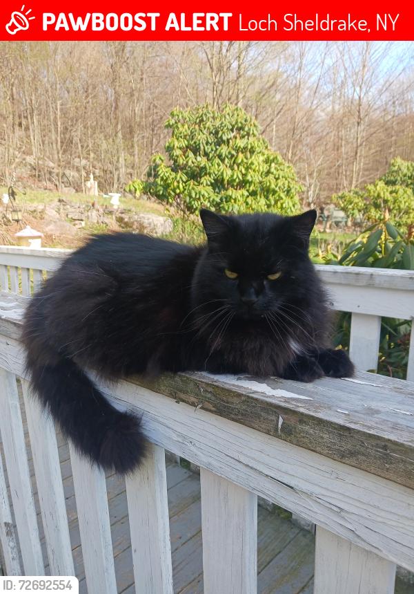 Lost Female Cat last seen Ray lane locksheldrake , Loch Sheldrake, NY 12759