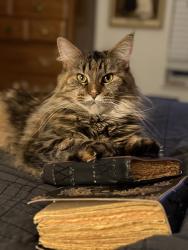 Lost Female Cat last seen New Paul rd. , La Vergne, TN 37086