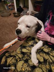 Found/Stray Male Dog last seen 120th highway 85, Commerce City, CO 80640