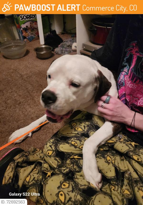 Found/Stray Male Dog last seen 120th highway 85, Commerce City, CO 80640