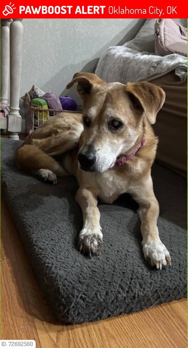 Lost Female Dog last seen 63rd and Grove… near Rollingwood Elementary , Oklahoma City, OK 73122