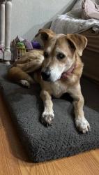 Lost Female Dog last seen 63rd and Grove… near Rollingwood Elementary , Oklahoma City, OK 73122