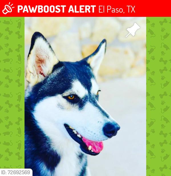 Lost Male Dog last seen Near Silver Sands Ave El Paso TX 79924, El Paso, TX 79924