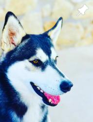 Lost Male Dog last seen Near Silver Sands Ave El Paso TX 79924, El Paso, TX 79924