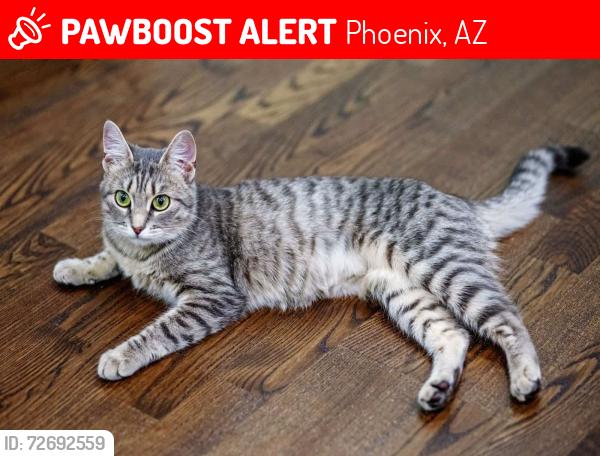 Lost Male Cat last seen E. Votaire Ave and 56th Street, Phoenix, AZ 85254