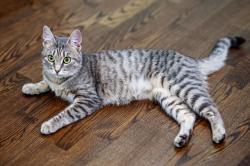 Lost Male Cat last seen E. Votaire Ave and 56th Street, Phoenix, AZ 85254