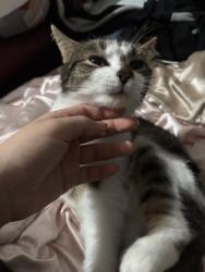 Lost Female Cat last seen Spar, Bristol City, England BS5 9SR