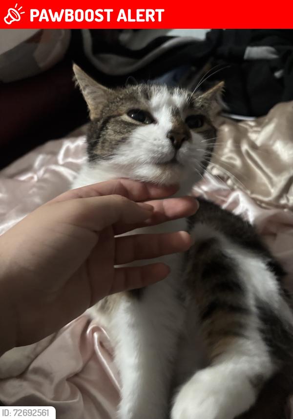 Lost Female Cat last seen Spar, Bristol City, England BS5 9SR
