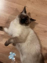Lost Male Cat last seen Near Morgan Ave n, Minneapolis, MN 55411