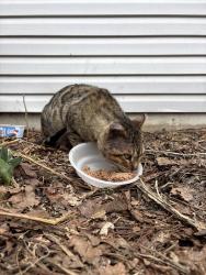 Found/Stray Male Cat last seen Flaundra , Saint Paul, MN 55106