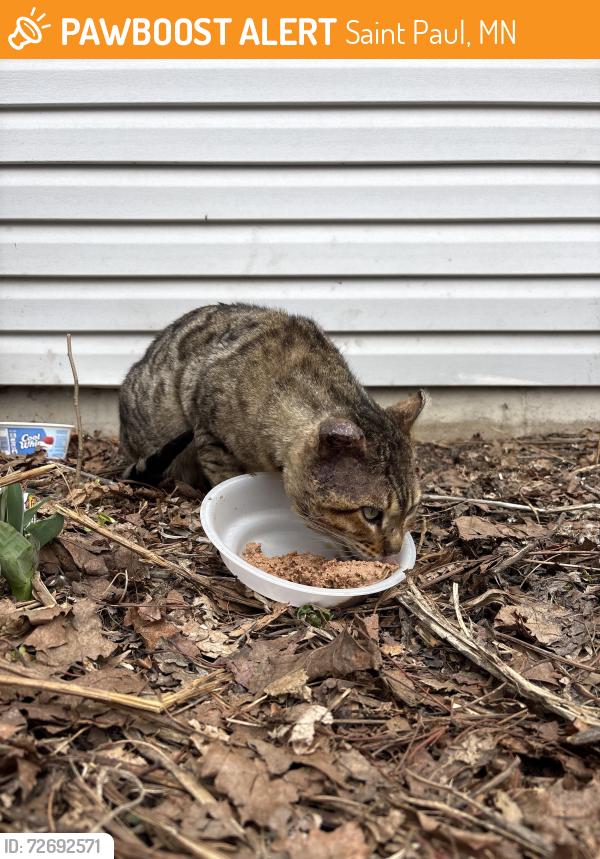 Found/Stray Male Cat last seen Flaundra , Saint Paul, MN 55106