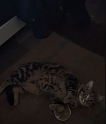 Lost Male Cat last seen Prospect street , Lansing, MI 48912