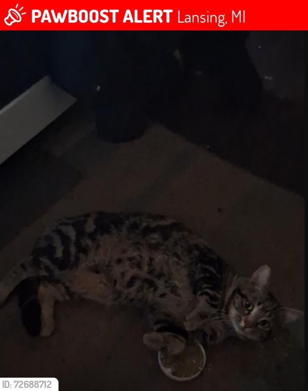 Lost Male Cat last seen Prospect street , Lansing, MI 48912