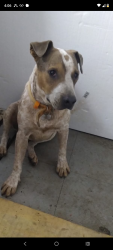 Lost Male Dog last seen Bascum and Ashley Rd , San Antonio, TX 78221