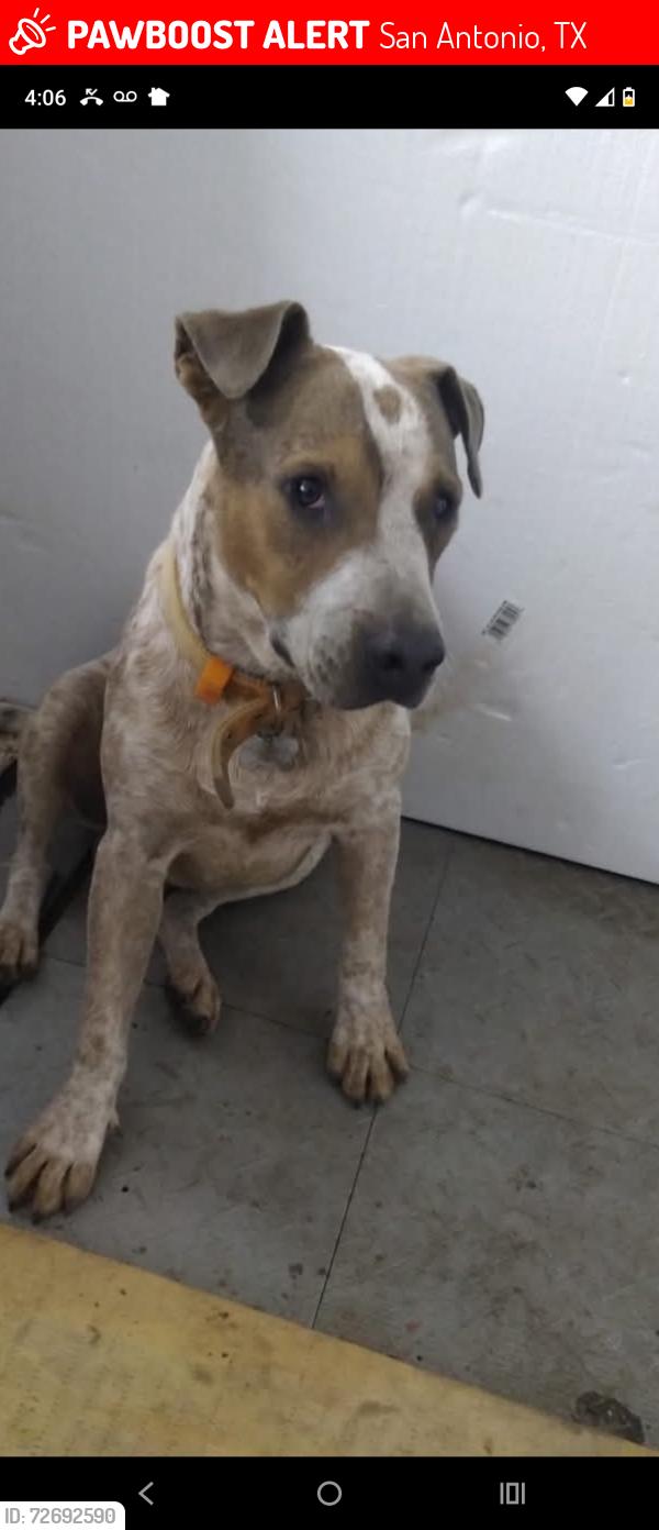 Lost Male Dog last seen Bascum and Ashley Rd , San Antonio, TX 78221