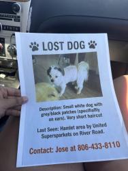 Lost Male Dog last seen River road united super market neighborhood, Amarillo, TX 79107