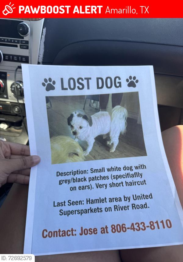 Lost Male Dog last seen River road united super market neighborhood, Amarillo, TX 79107