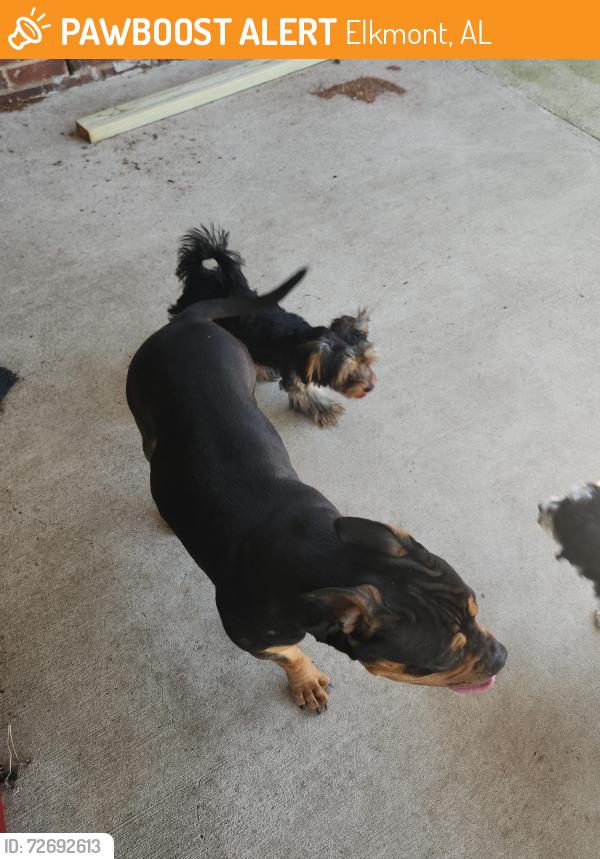 Found/Stray Female Dog last seen Bethel, Elkmont, AL 35620