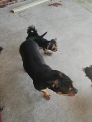 Found/Stray Female Dog last seen Bethel, Elkmont, AL 35620