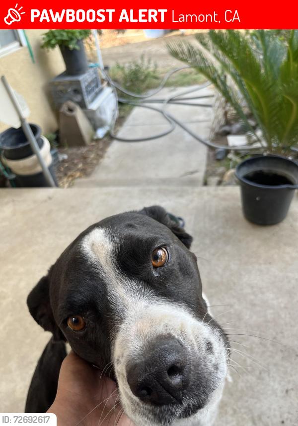 Lost Male Dog last seen Digiorgio x Rose, Lamont, CA 93241