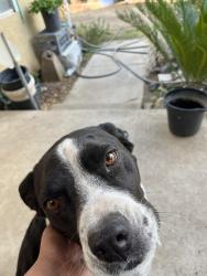 Lost Male Dog last seen Digiorgio x Rose, Lamont, CA 93241