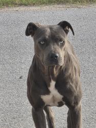 Lost Female Dog last seen Allen and Boys ball field , Calera, OK 74730