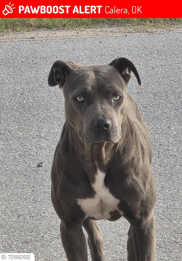 Lost Female Dog last seen Allen and Boys ball field , Calera, OK 74730