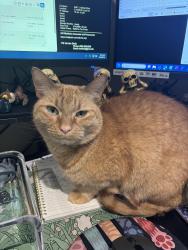 Lost Male Cat last seen The villages at Waggoner park apmts, Columbus, OH 43004