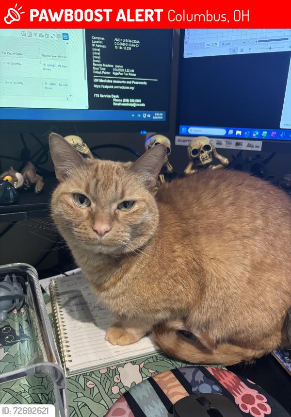 Lost Male Cat last seen The villages at Waggoner park apmts, Columbus, OH 43004