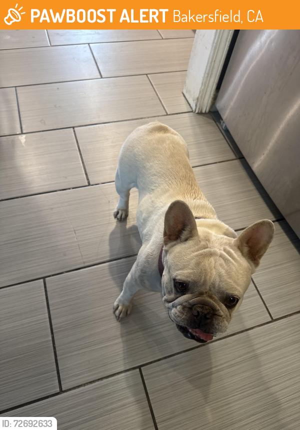 Found/Stray Female Dog last seen South Chester and Bella terrace , Bakersfield, CA 93307