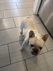 Found/Stray Female Dog last seen South Chester and Bella terrace , Bakersfield, CA 93307