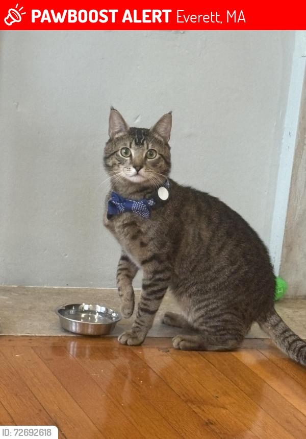 Lost Male Cat last seen Waverly and Warren St, Everett, MA 02149