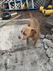 Found/Stray Male Dog last seen 63rd california Ave, Chicago, IL 60629