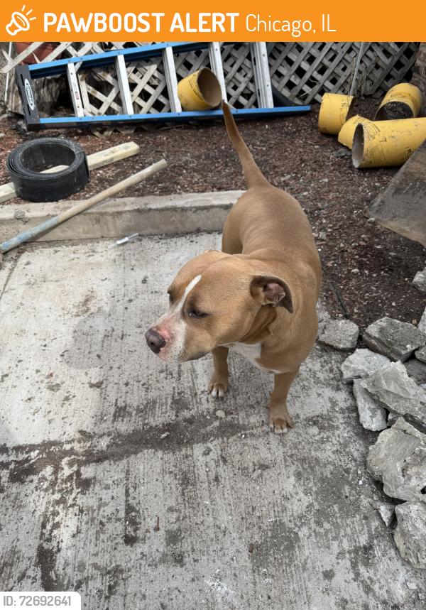 Found/Stray Male Dog last seen 63rd california Ave, Chicago, IL 60629