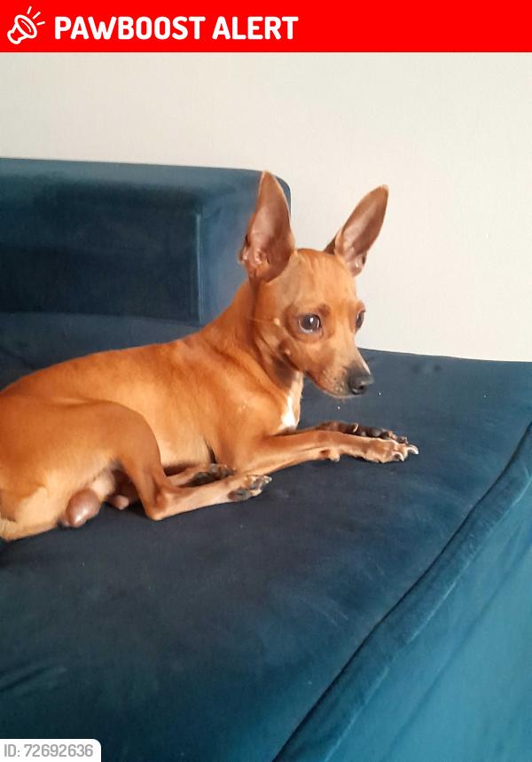 Lost Male Dog last seen Rua Lourdes José de Oliveira da Silva , Jardim São Pedro de Viracopos, SP 13056-181
