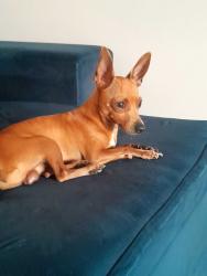 Lost Male Dog last seen Rua Lourdes José de Oliveira da Silva , Jardim São Pedro de Viracopos, SP 13056-181