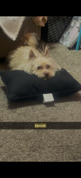 Lost Male Dog last seen 6th at ave k , Lancaster, CA 93535