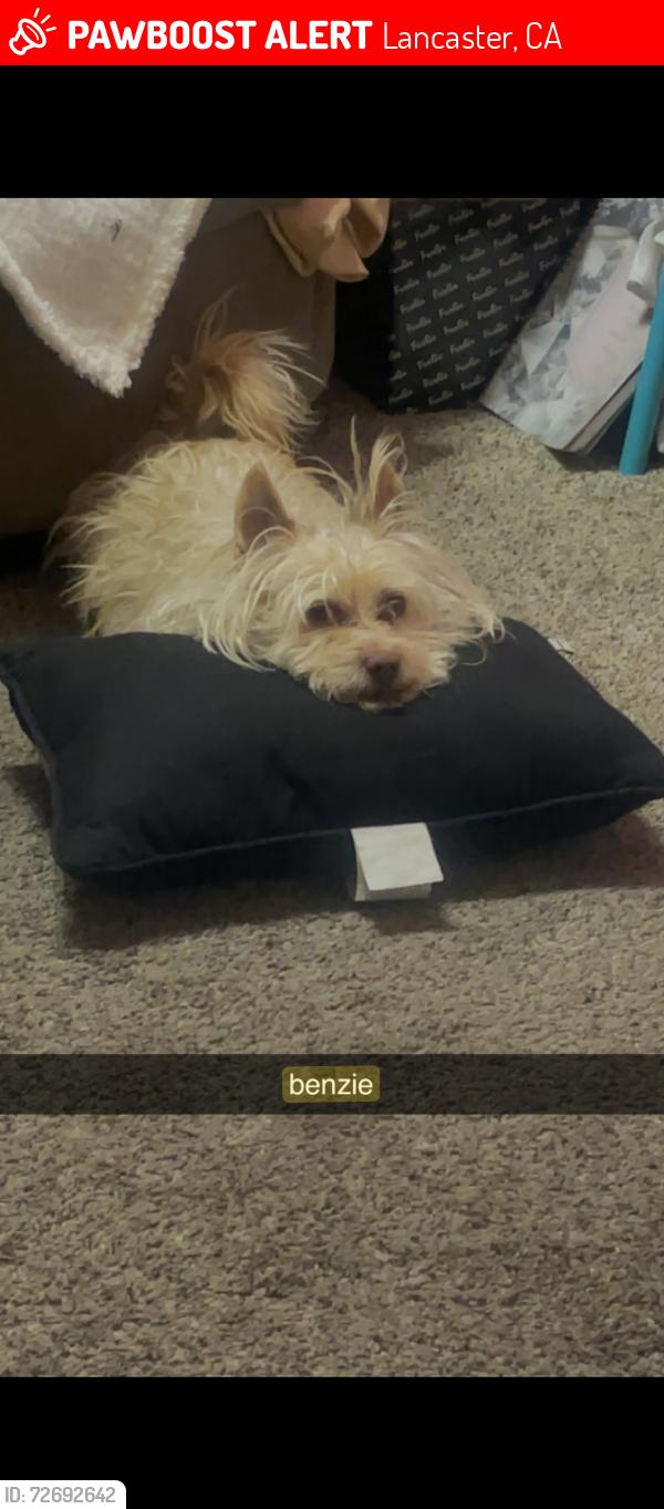 Lost Male Dog last seen 6th at ave k , Lancaster, CA 93535
