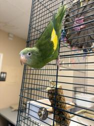Lost Female Bird last seen SE Mill Plain Blvd, SE First Street, SE 172nd Ave, Vancouver, WA 98684