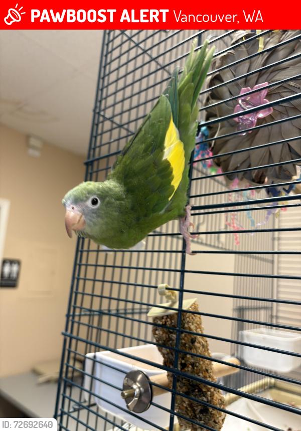 Lost Female Bird last seen SE Mill Plain Blvd, SE First Street, SE 172nd Ave, Vancouver, WA 98684