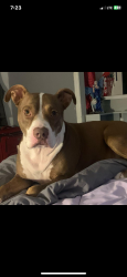 Lost Male Dog last seen Leming Avenue , Corpus Christi, TX 78404