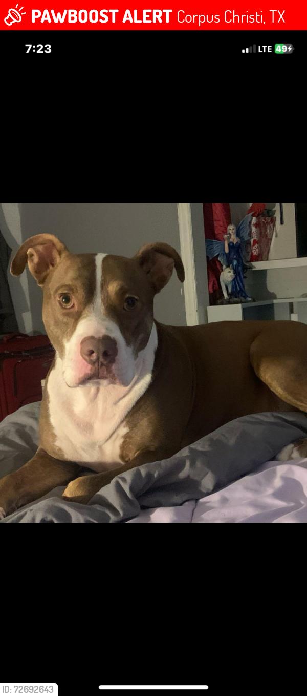 Lost Male Dog last seen Leming Avenue , Corpus Christi, TX 78404