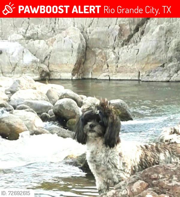 Lost Female Dog last seen Rio Grande City County Cemetery, Rio Grande City, TX, Rio Grande City, TX 78582