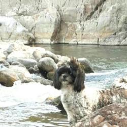 Lost Female Dog last seen Rio Grande City County Cemetery, Rio Grande City, TX, Rio Grande City, TX 78582