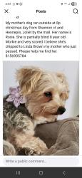 Lost Female Dog last seen Shannon ct and Hennepin Dr near louis joliet mall, Joliet, IL 60431