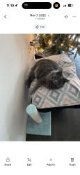 Lost Male Cat last seen lorena ochoa, San Antonio, TX 78221