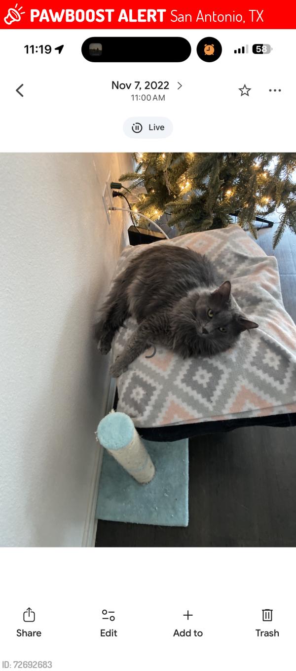 Lost Male Cat last seen lorena ochoa, San Antonio, TX 78221
